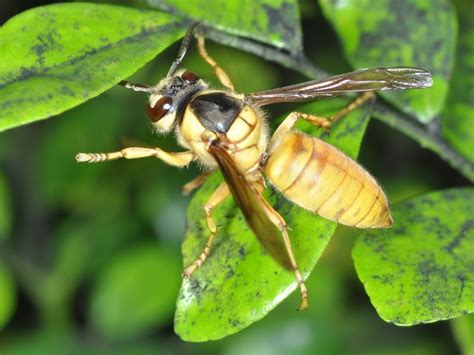 Image result for JavaScript Icon GIF