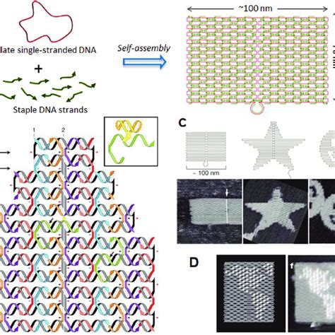 Image result for DNA Origami Applications