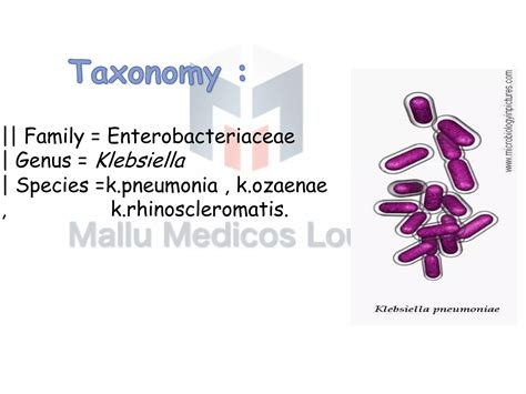 KLEBSIELLA | PDF - species of klebsiella