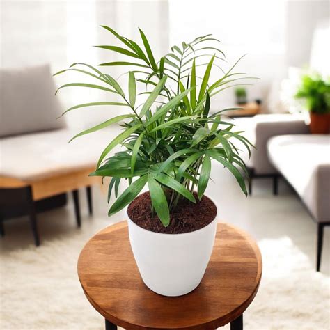 Buy Bamboo Palm Plant online at best price