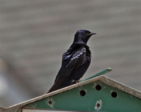 Pictures and information on Purple Martin
