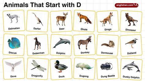 20+ Animals that Start with F in English with Pictures