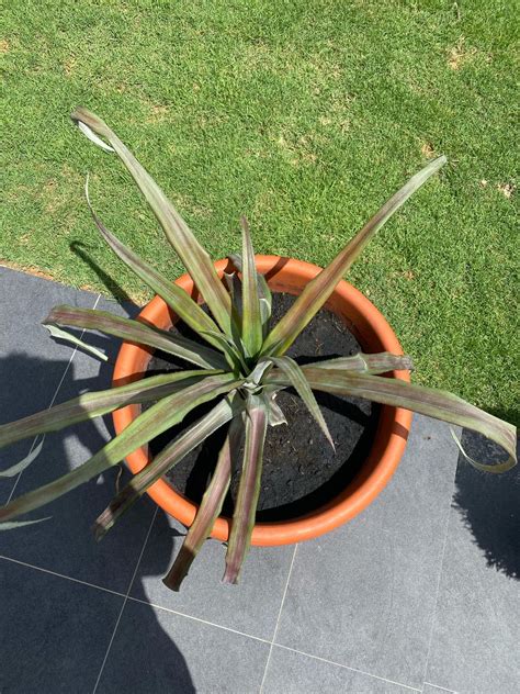 Pineapple plant - is it okay? : r/plantclinic