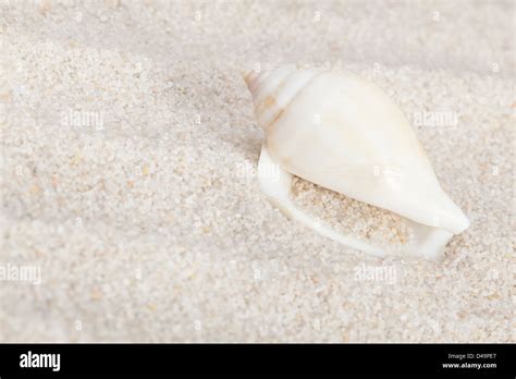 +seahell 的图像结果