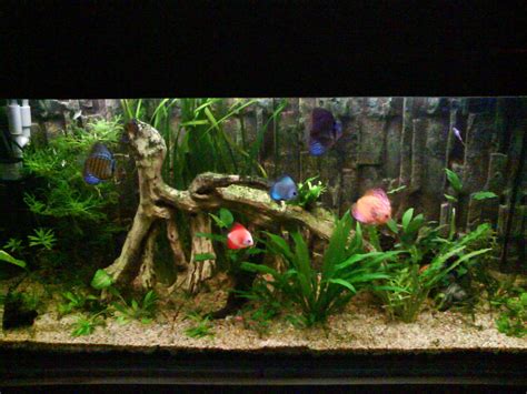 Image result for Setting Up a Discus Tank