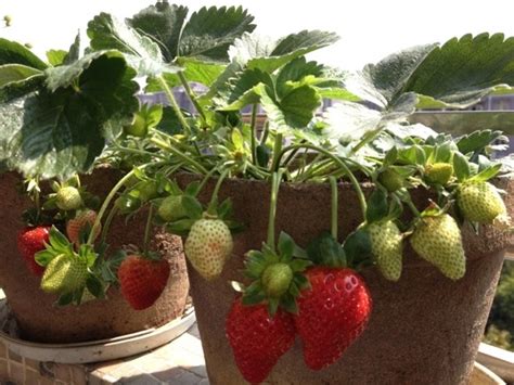 草莓的盆栽种植方法_360新知