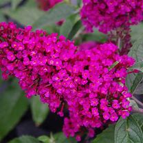 Image result for Butterfly Bushes at Lowe's