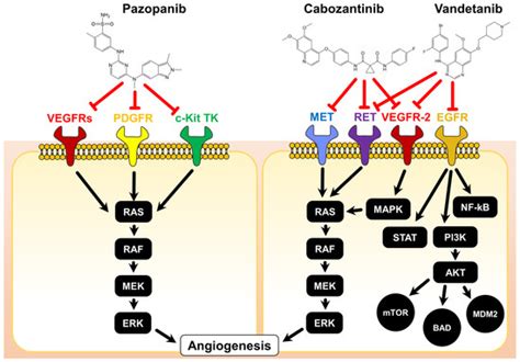 Pazopanib, Cabozantinib, and Vandetanib in the Treatment of Progressive ...