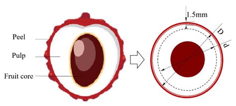 Temperature Regulation of Hot Vapor Preservation Treatment of Litchi ...