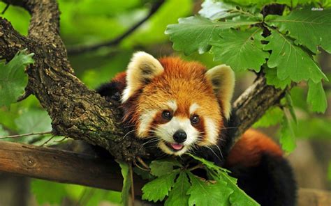 Image result for Pandas for Python Output