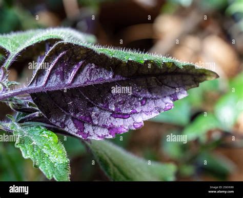Leaves, Purple underneath side of a green Mona Lavender plant leaf ...