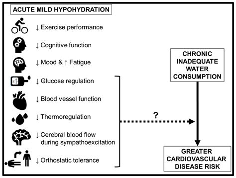 Hydration Status and Cardiovascular Function