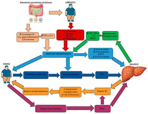MASH in Type 2 Diabetes: Pathophysiology, Diagnosis, and Therapeutic ...