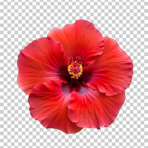 Premium PSD | A red flower with a black center and a red flower on a ...