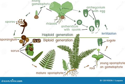 Life Cycle of Fern. stock vector. Illustration of germination - 120195036