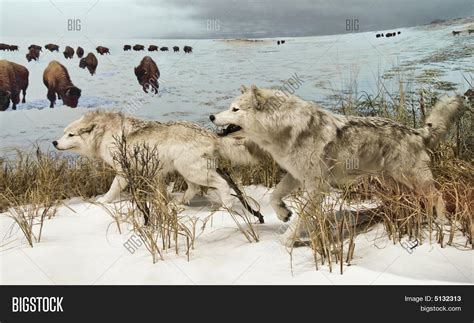 Arctic Wolves 的图像结果