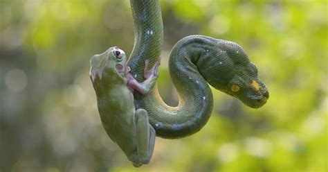 Image result for Python vs Frog