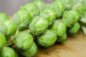 sprouts 的图像结果