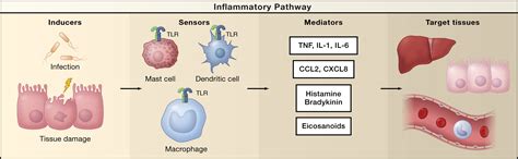Inflammatory Mediators In The Pathogenesis Of