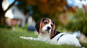 Puppy wallpapers hd, desktop backgrounds, images and pictures