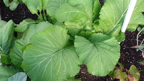 Growing Mustard Greens : Florida Broad Leaf Indian Mustard | Garden ...