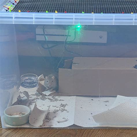 ⚠️⚠️ PSA: we've had another toenail injury, this time I believe it was ...