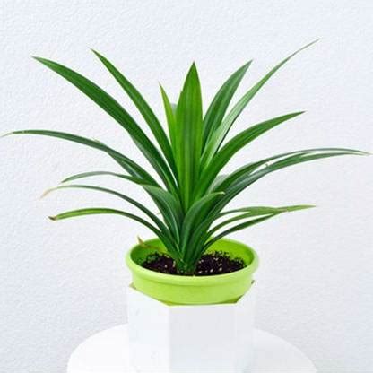 Greenery Nursery Pandanus Plant Price in India - Buy Greenery Nursery ...