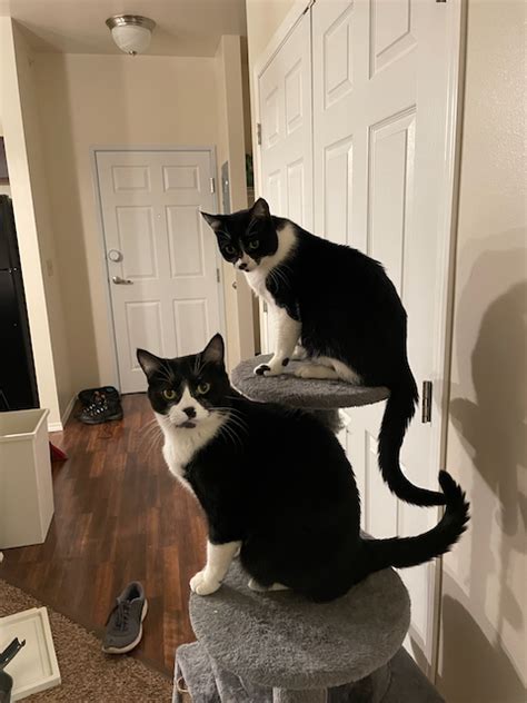 Install OpenMW 的图像结果