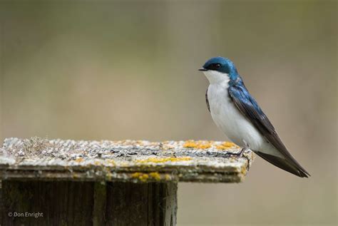 Violet-green swallows: an encounter with a sweet little bird