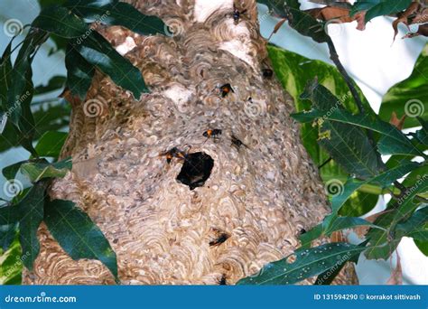Giant Large Paper Wasp Nest On Tree Royalty-Free Stock Image ...