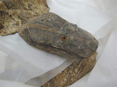 Image result for Python Skin Structure