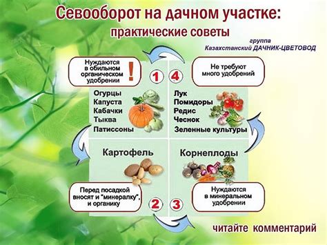 Севооборот овощных культур на дачном участке: таблица и схема