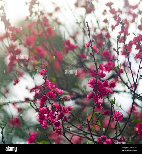 Visit the Flower Market in New Year 的图像结果