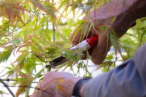 Image result for Pruning Japanese Maple Tree