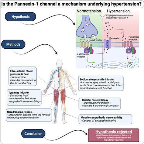 Is the Pannexin-1 Channel a Mechanism Underlying Hypertension in Humans? a Translational Study ...