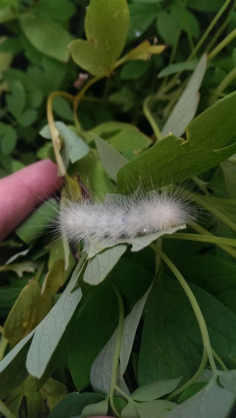 White Fuzzy Caterpillars