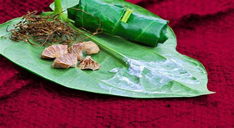 Merawat Konin dengan Air Daun Sirih, Ini Manfaatnya - Featured Image