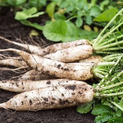 How to Grow Winter Radishes: Varieties, Tips & Recipes