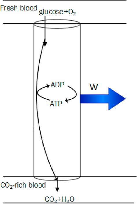 Muscle Contraction Process 的图像结果
