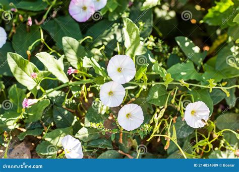 White and Pink Morning Glory Ipomoea Aquatica, False Bindweed, Water ...