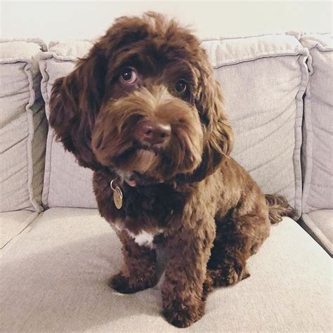 Image result for Cockapoo Haircut Styles