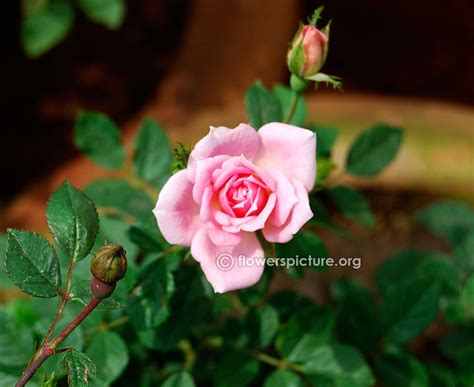 Lalbagh flower show 2015 pictures gallery-5