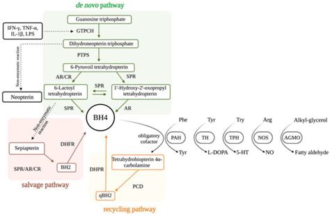 Brain Sciences | Special Issue : Unraveling Autism: Neurobiological ...