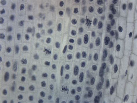 Buy Lilium Mitosis - Prepared Microscope Slide - 75 x 25mm - Biology ...