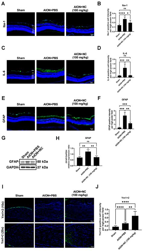 Nostoc commune Extract Attenuates Oxidative Stress and ...
