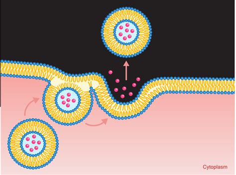 What Are Exosomes and Why Are They Important?