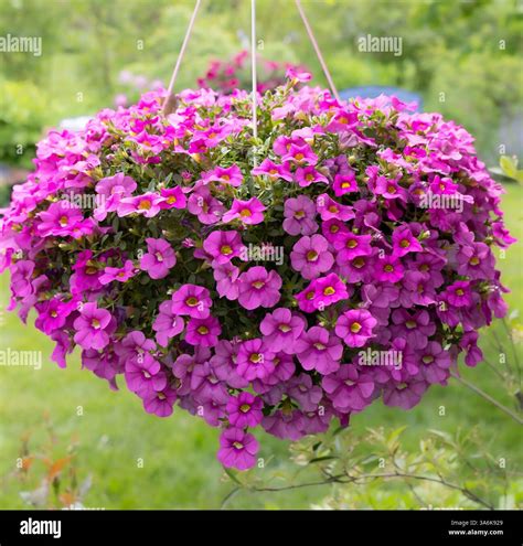 Nothing shouts spring more than a hanging basket of million bells ...