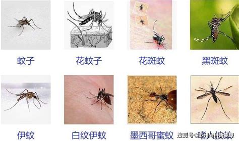 蚊子有多少种种类 - IIIFF互动问答平台