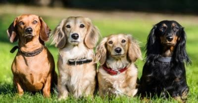 Affinity Petcare Makes Pawsitive Entrance into India through Scientific ...