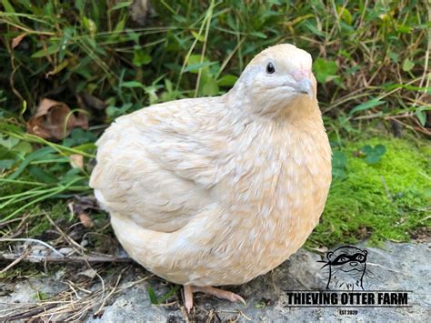 Coturnix Quail — Thieving Otter Farm